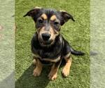 Small #2 Mutt