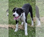 Small Photo #43 American Bulldog Puppy For Sale in MARYVILLE, MO, USA