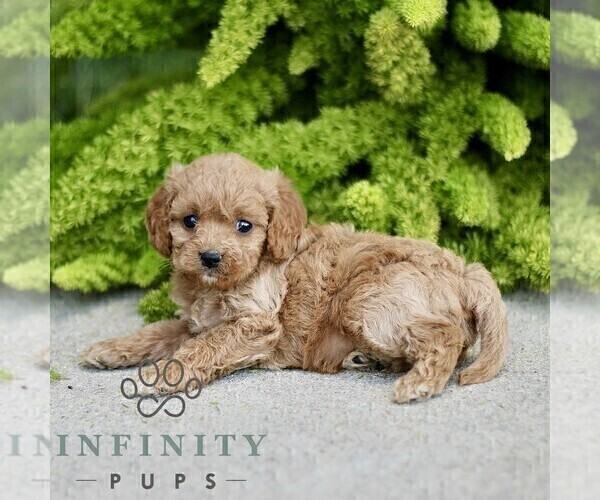 Medium Photo #4 Cavapoo Puppy For Sale in PARADISE, PA, USA