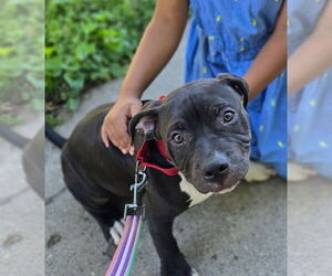 American Pit Bull Terrier Dogs for adoption in Minneapolis, MN, USA