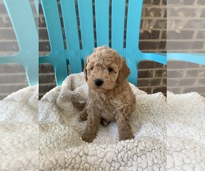 Goldendoodle-Poodle (Toy) Mix Puppy for sale in PILOT POINT, TX, USA