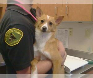 Chihuahua-Unknown Mix Dogs for adoption in Sacramento, CA, USA