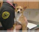 Small Chihuahua Mix