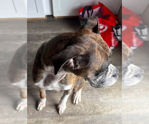 Rocky XII - Female Boxer Dog for Adoption - Photo #3