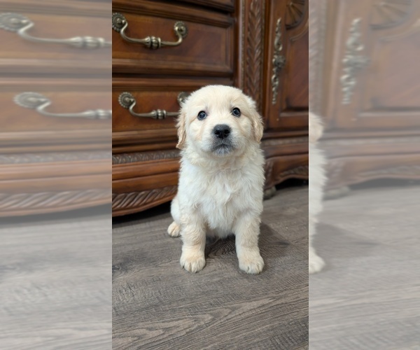 Medium Photo #5 Golden Retriever Puppy For Sale in ELVERTA, CA, USA