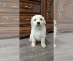 Small #4 Golden Retriever