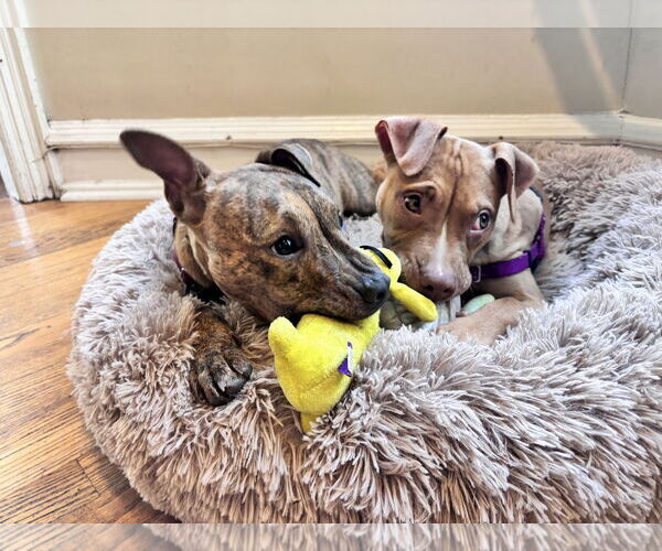 Medium Photo #15 Mutt Puppy For Sale in Philadelphia, PA, USA