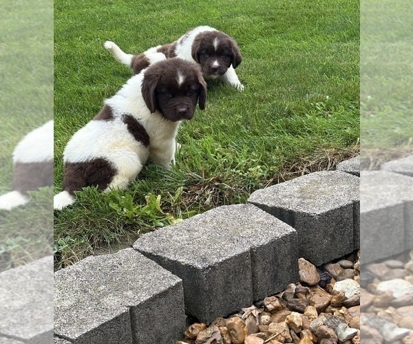 Medium Photo #5 Newfoundland Puppy For Sale in WAUSEON, OH, USA