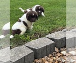 Small #4 Newfoundland