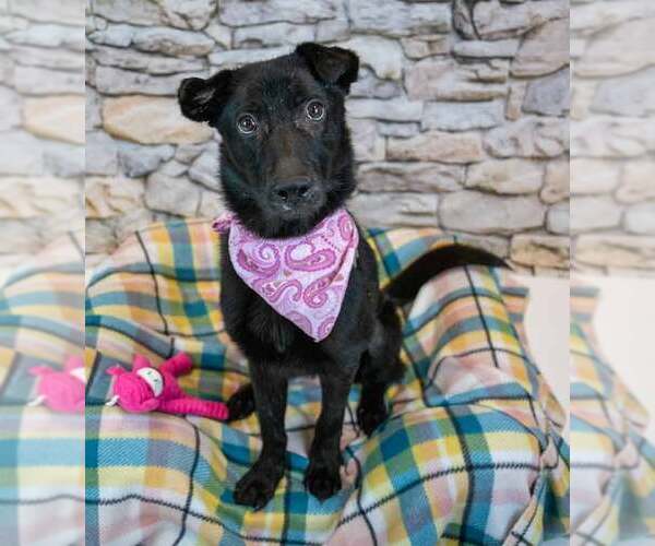 Medium Photo #6 Border Collie-Unknown Mix Puppy For Sale in Kennesaw, GA, USA