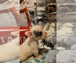 Small Photo #7 French Bulldog Puppy For Sale in SAINT MATTHEWS, SC, USA