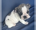 Small Photo #98 English Bulldog Puppy For Sale in WEEKI WACHEE, FL, USA