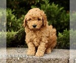 Small #3 Goldendoodle (Miniature)