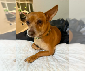 Justin in TX - Male Chihuahua-Unknown Mix Dog for Adoption - Photo #3