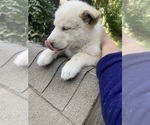 Small Photo #19 Swiss Shepherd-Timber Wolf Mix Puppy For Sale in MAD RIVER, CA, USA