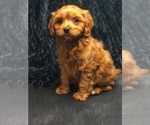 Small Photo #6 Cavapoo Puppy For Sale in BOWLING GREEN, KY, USA