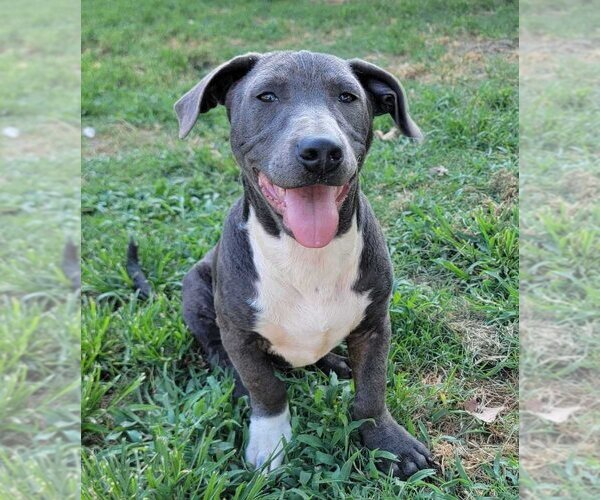 Medium Photo #1 Mutt Puppy For Sale in Abbeville, LA, USA