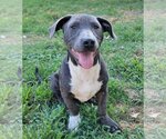 Small Mutt