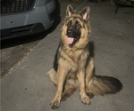 Small Photo #1 German Shepherd Dog Puppy For Sale in PAHOKEE, FL, USA