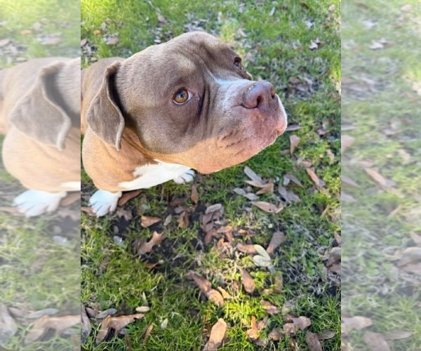 Medium Photo #1 American Staffordshire Terrier-Unknown Mix Puppy For Sale in Dallas, TX, USA