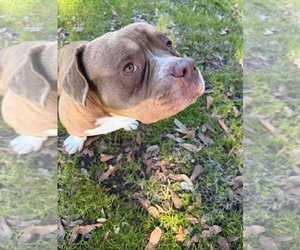 American Staffordshire Terrier-Unknown Mix Dogs for adoption in Dallas, TX, USA
