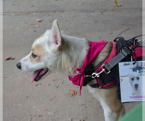 Red Heeler-Unknown Mix Dogs for adoption in Franklin, North Carolina, NC, USA