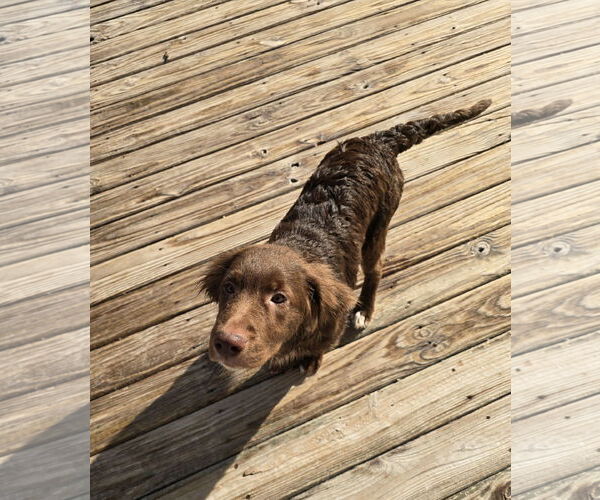 Medium Photo #4 Aussiedoodle Puppy For Sale in Columbus, IN, USA