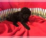 Small Photo #6 Poodle (Miniature) Puppy For Sale in AVA, MO, USA