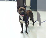 Small Mutt