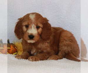 Irish Setter-Poodle (Miniature) Mix Puppy for sale in CHRISTIANA, PA, USA