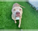 Small #1 American Staffordshire Terrier Mix