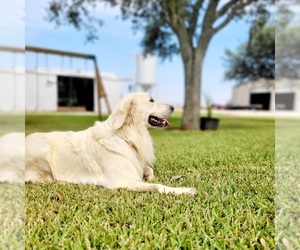 English Cream Golden Retriever Puppy for sale in EL CAMPO, TX, USA