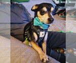 Small Photo #4 Chipin Puppy For Sale in Princeton, MN, USA