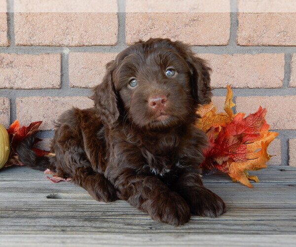 Medium Photo #1 Labradoodle Puppy For Sale in MILLERSBURG, OH, USA