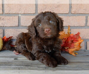 Labradoodle Puppy for sale in MILLERSBURG, OH, USA