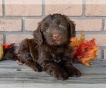 Image preview for Ad Listing. Nickname: Donna