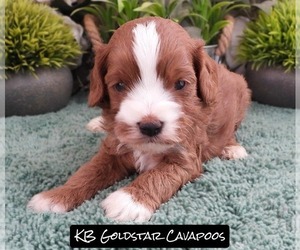 Medium Cavapoo (Miniature)