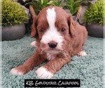 Puppy Puppy 4 Cavapoo (Miniature)