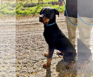 DOBI - Male Rotterman Dog for Adoption - Photo #2