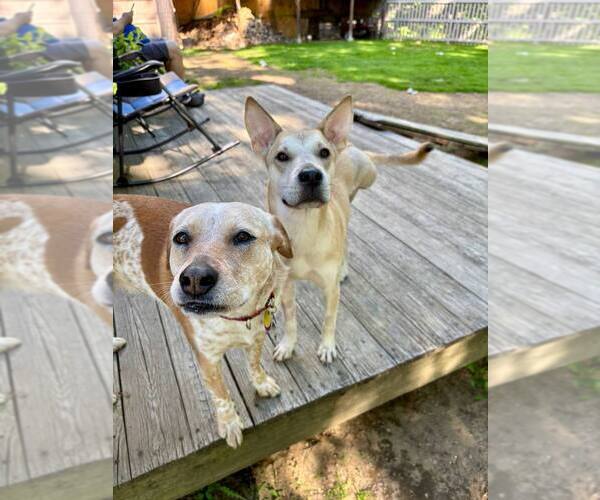 Medium Photo #3 Labrador Retriever-Shiba Inu Mix Puppy For Sale in Brewster, NY, USA