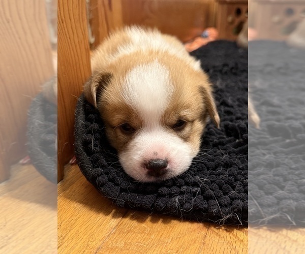 Medium Photo #2 Pembroke Welsh Corgi Puppy For Sale in GRAND RAPIDS, MI, USA