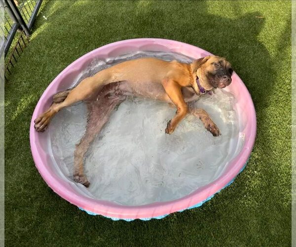 Medium Photo #11 Mutt Puppy For Sale in Decatur, GA, USA