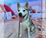 Small #2 Siberian Husky