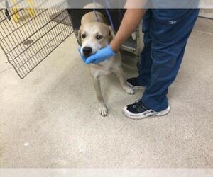 Labrador Retriever-Unknown Mix Dogs for adoption in Riverside, CA, USA