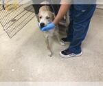 MILLA - Female Labrador Retriever-Unknown Mix Dog for Adoption - Small photo