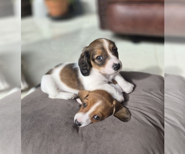 Medium Photo #6 Dachshund Puppy For Sale in SAINT CLOUD, FL, USA