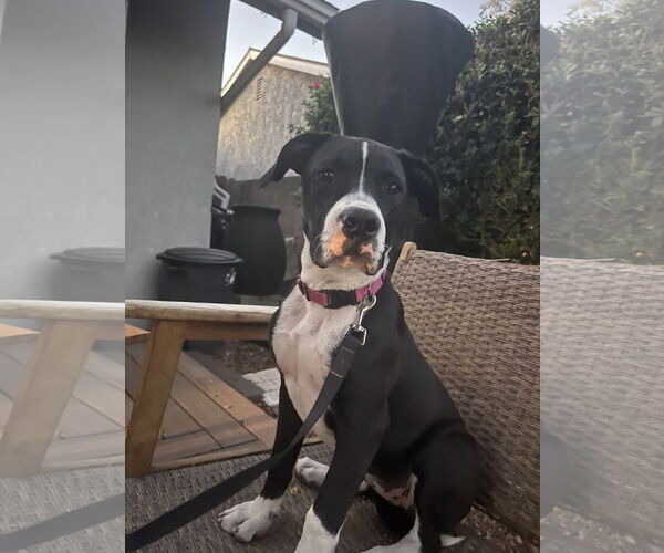 Medium Photo #3 American Pit Bull Terrier Puppy For Sale in Tustin, CA, USA