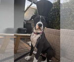 Small #2 American Pit Bull Terrier
