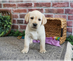Small #3 Labrador Retriever