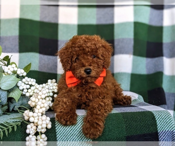 Medium Photo #6 Poodle (Miniature) Puppy For Sale in NEW HOLLAND, PA, USA
